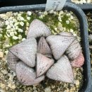 먼로농장 이미지