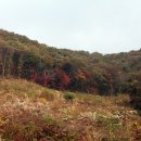 대통령공원 진돗개 이미지