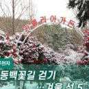 [하루만보 하루천자]눈내린 동백꽃길 걷기…겨울 섬 5選 이미지