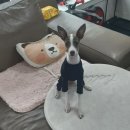 플레이독 애견유치원 이미지