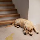 로지동물의료센터 이미지