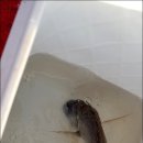 팔도미가
