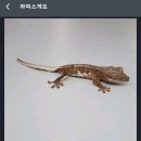 라피스게코 이미지