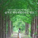 큰맘할매순대국 영월남면점 | 서울근교 영월 숨겨진 메타세쿼이아길 명소