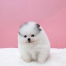 멍멍이샵 이미지