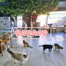 (온라인)쓰담쓰담 힐링 타로 | 양이랑커피랑 대구고양이카페 대구가볼만한곳 대구데이트코스