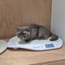세우리동물병원 | 철산동 동물병원) 고양이 &#34;비단&#34; 건강검진 후기 (빈혈, 방광염, 비장결절, IBD)