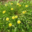 상아농장 이미지