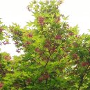 도담셀프주유소 이미지