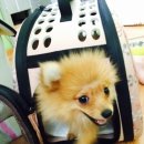 YS 동물병원 이미지