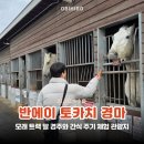 문화와 함께 즐기는 여행 일본어 | 오비히로 여행 모래 트랙 위 썰매 끄는 반에이 경마와 말 간식 주기