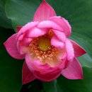 연꽃향기 이미지