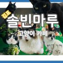 솔빈마루 | 특별한 카페를 원한다면 김포 이색 고양이 카페 솔빈마루