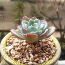 캔디친구 Daum카페