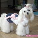 베베마인