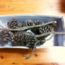 소나무세탁소 이미지