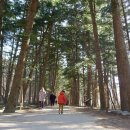 줄포중학교 | 부안 내소사 주차장 입장료 내소사 전나무숲길 겨울 산책