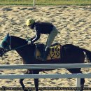 경마공원 이미지