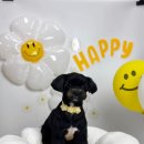 초량애견 이미지