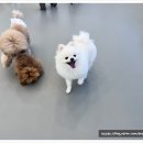 대구애견호텔 애견유치원 모여라솜뭉치 본점 | 세심하게 케어해주는 대구애견호텔 모여라솜뭉치