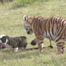 강아지 공화국 이미지