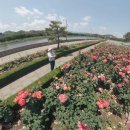 국화황토공원 이미지