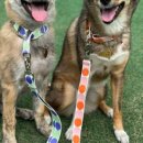 빌리지독 이미지