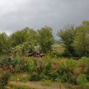 조가네갑오징어(왕송호수점) 이미지