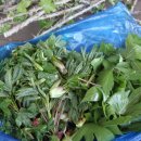 산나물밥상 이미지