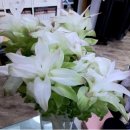 진도 울그미 왕꽈배기 이미지