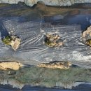 감자서리 이미지