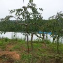 수양시장 이미지