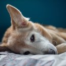 24시폴동물병원 이미지