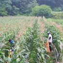 형진상회 이미지