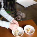 와다다펫푸드 이미지