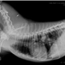 강북동물병원 이미지