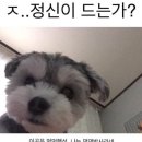 댕댕박사 이미지