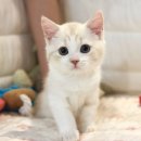 대구고양이분양 도레미캣 이미지