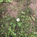 백모농장 경인일보