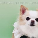 히플독 네이버블로그