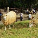 가오농장 이미지