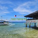 바다 | 필리핀 세부 여행 오슬롭 모알보알 투어 고래상어 바다 거북이 후기