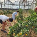 희망을키우는농부 귤이네 이미지