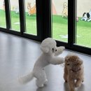 반려담애견유치원 이미지