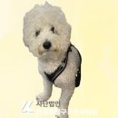 구리동물보호센터 이미지