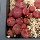 (판매완료)리톱스 파종분 이미지