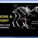 고양이 방사선 정리 3. ( 골격 ) 이미지