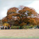 구지중학교 앞2 Daum카페