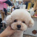 더도그맘