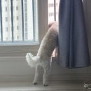 피개행개 이미지